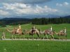 Kamelreiten, im Allg&auml;u